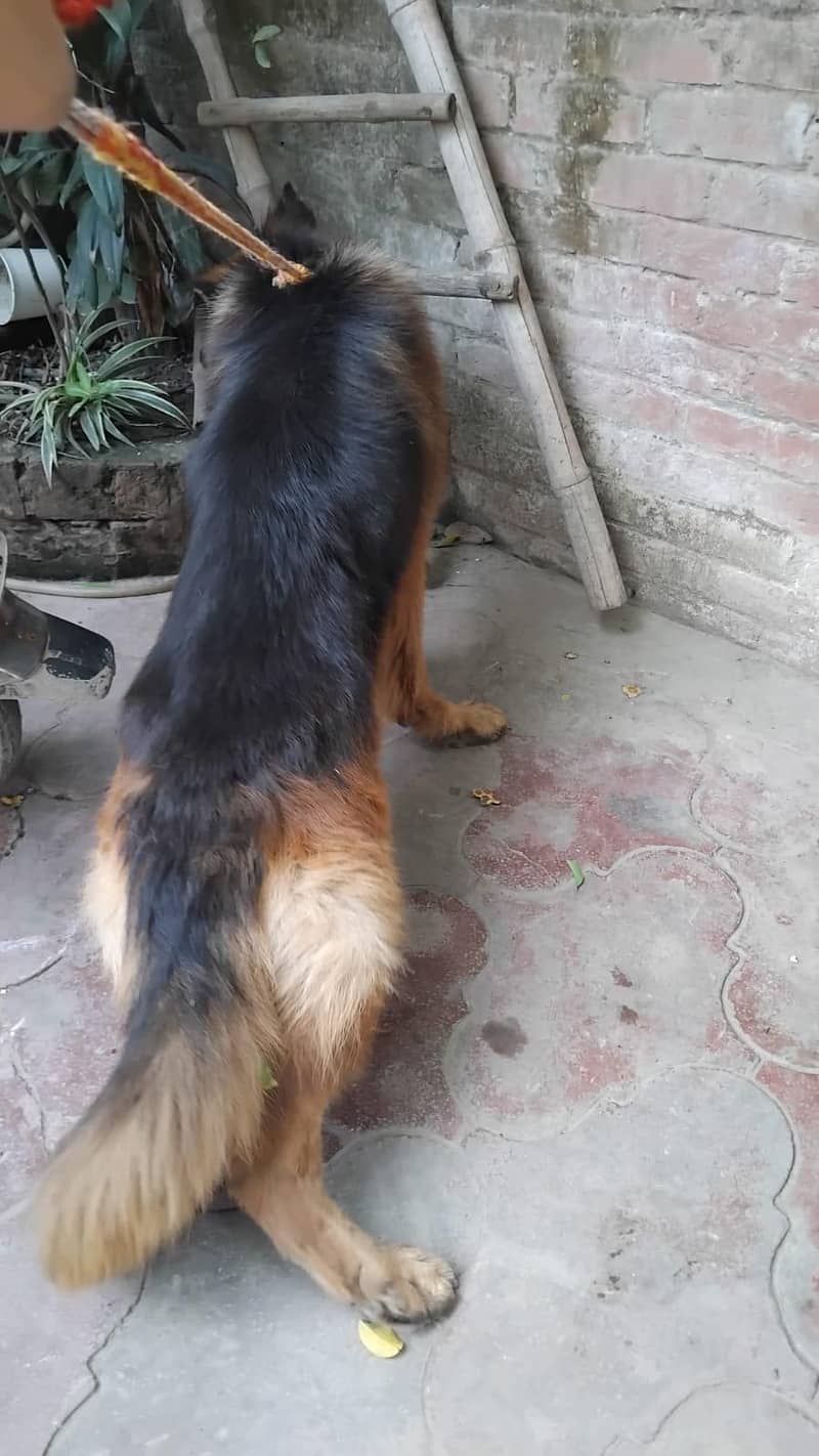 German shepherd stud 4