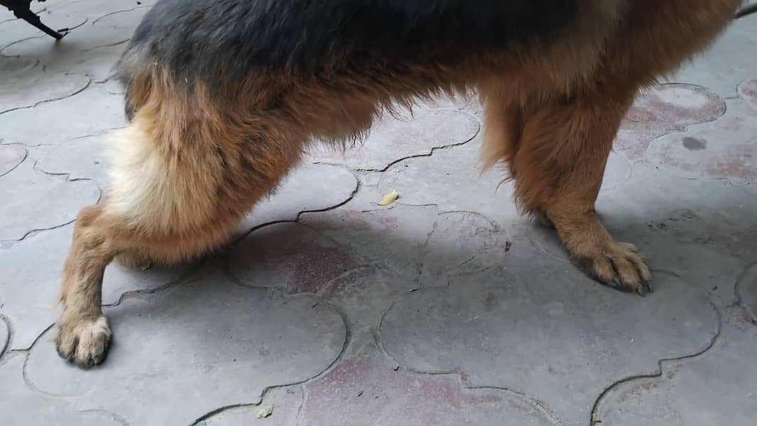 German shepherd stud 5