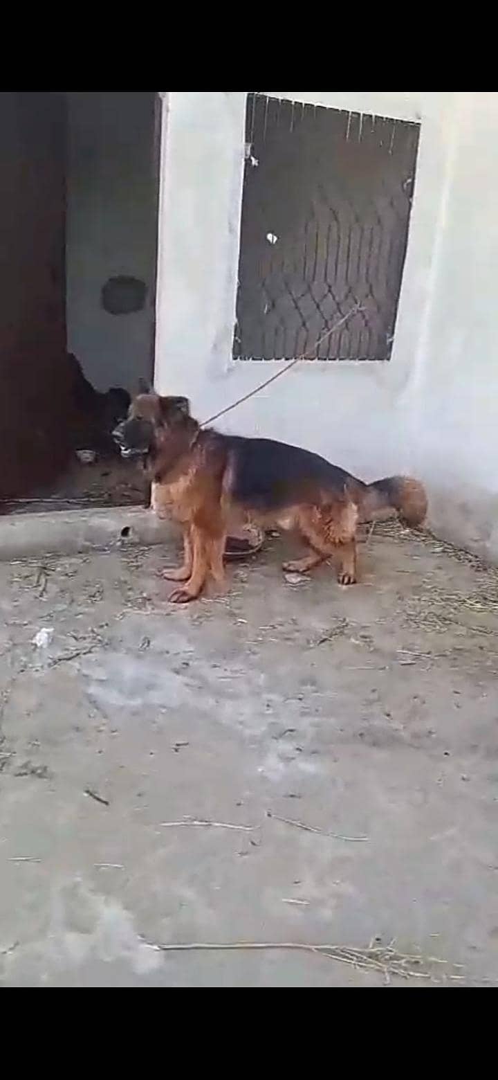 German shepherd stud 6