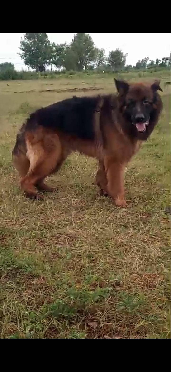 German shepherd stud 7