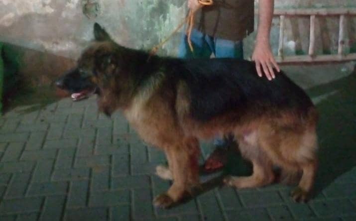 German shepherd stud 8