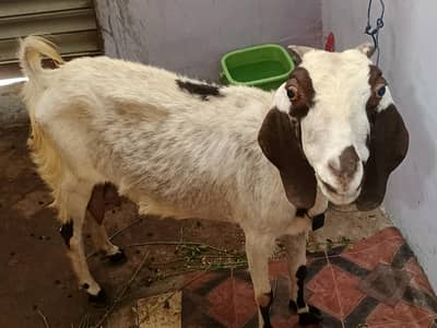 4 dant ki bakri hai milk wali daily milk daite hai 2 times