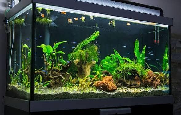All Type Aquarium Services 0