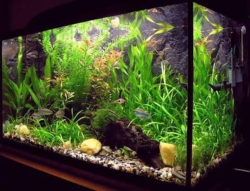 All Type Aquarium Services 1