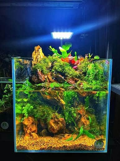 All Type Aquarium Services 7
