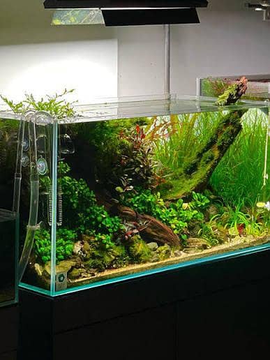 All Type Aquarium Services 8