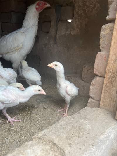 white Hera aseel 1 month pair
