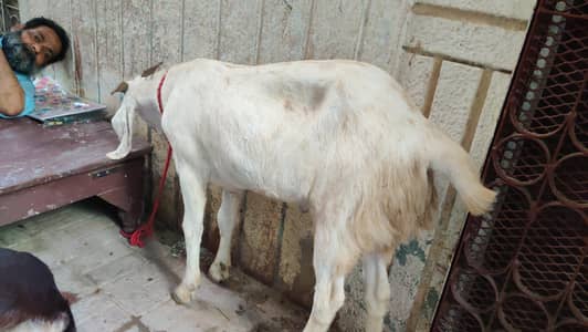 2 dant kassi bakry for sale