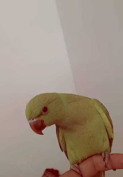green ringneck parrot fully hand tame active patha