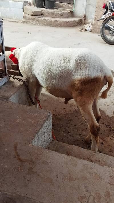 sheep for qurbani