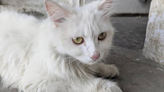Active & Healthy Persian Cat