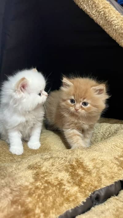 Persian Kittens