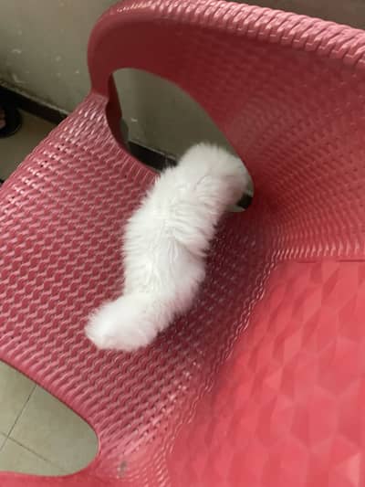 Female Cat for Sale