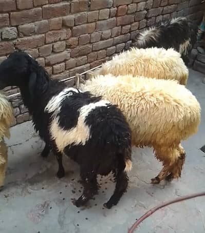 sheep