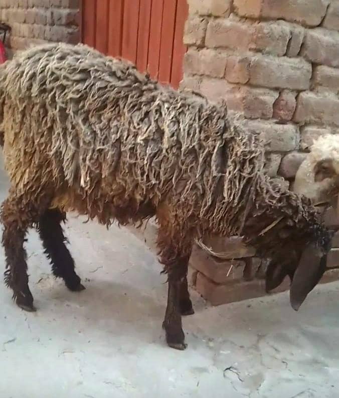 sheep 1