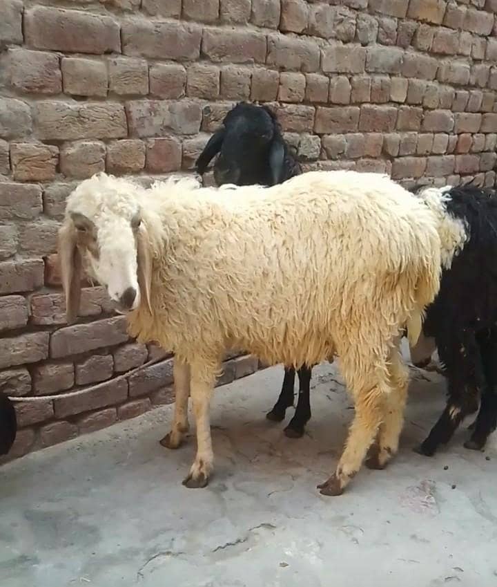 sheep 2