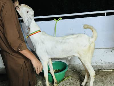 Bakra for sale