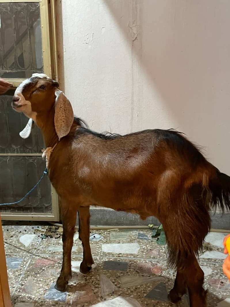 Bakra 0