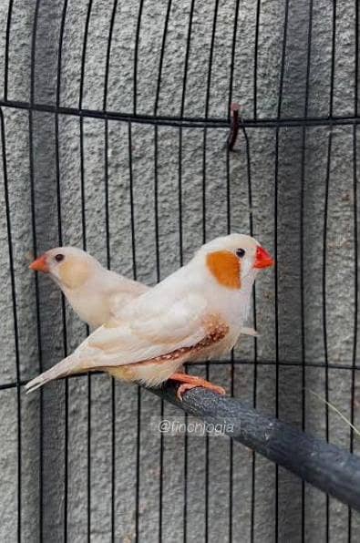 Finches 0