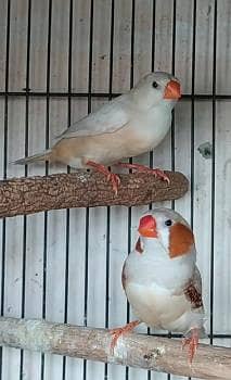 Finches 1