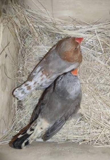 Finches 2