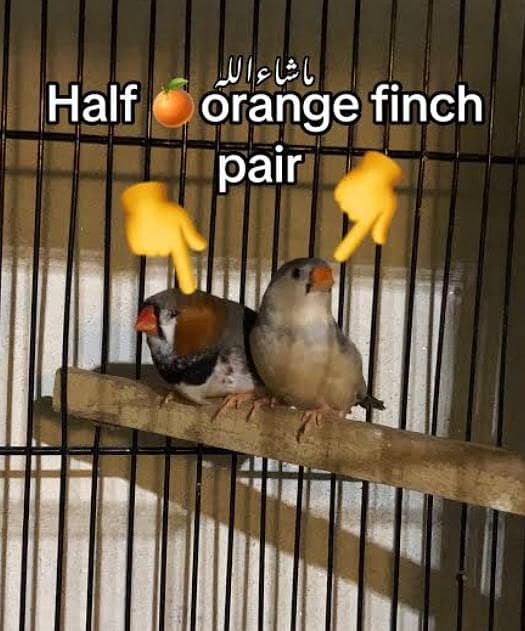 Finches 3