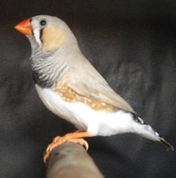 Finches 5