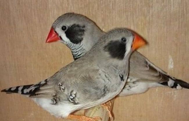 Finches 6