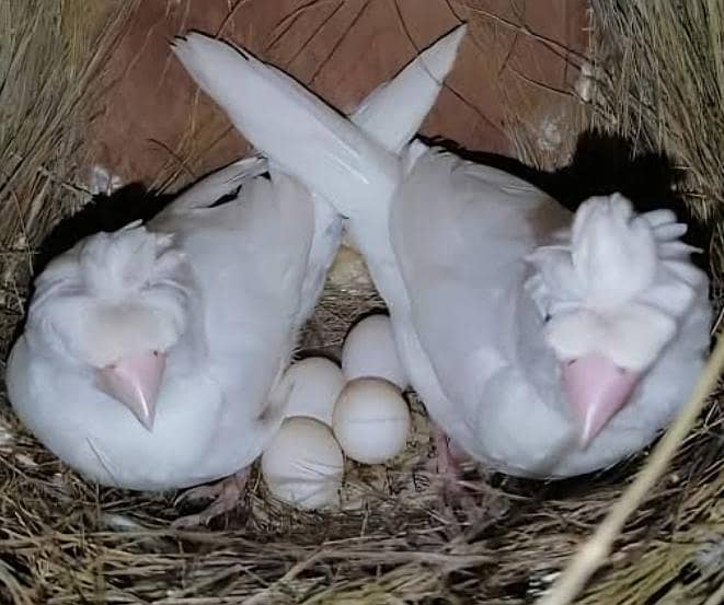 Finches 7