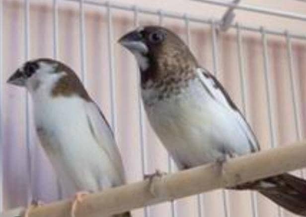 Finches 8