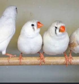 Finches 9