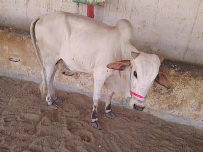 2 dant bachra full active