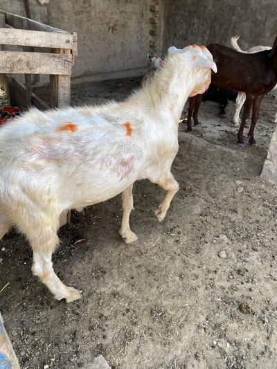 2 dant  bakry || sheep cutting
