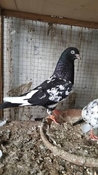 Rampuri pigeon