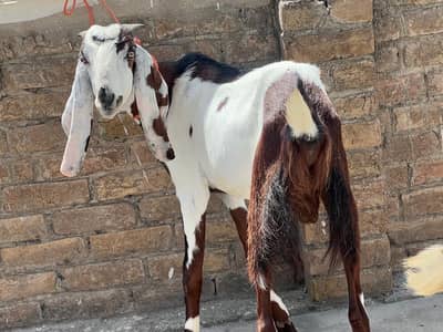 Qurbani Bakra for sale