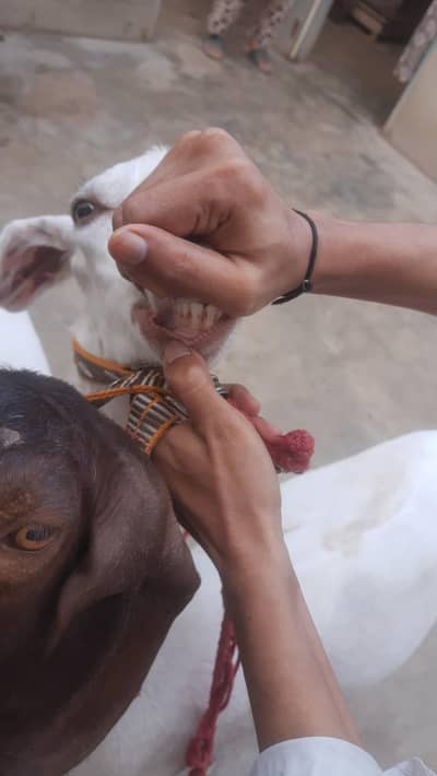 2 dant bakre munde khasi bakre available