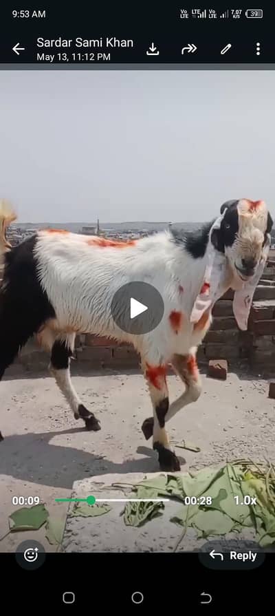 Desi bakra