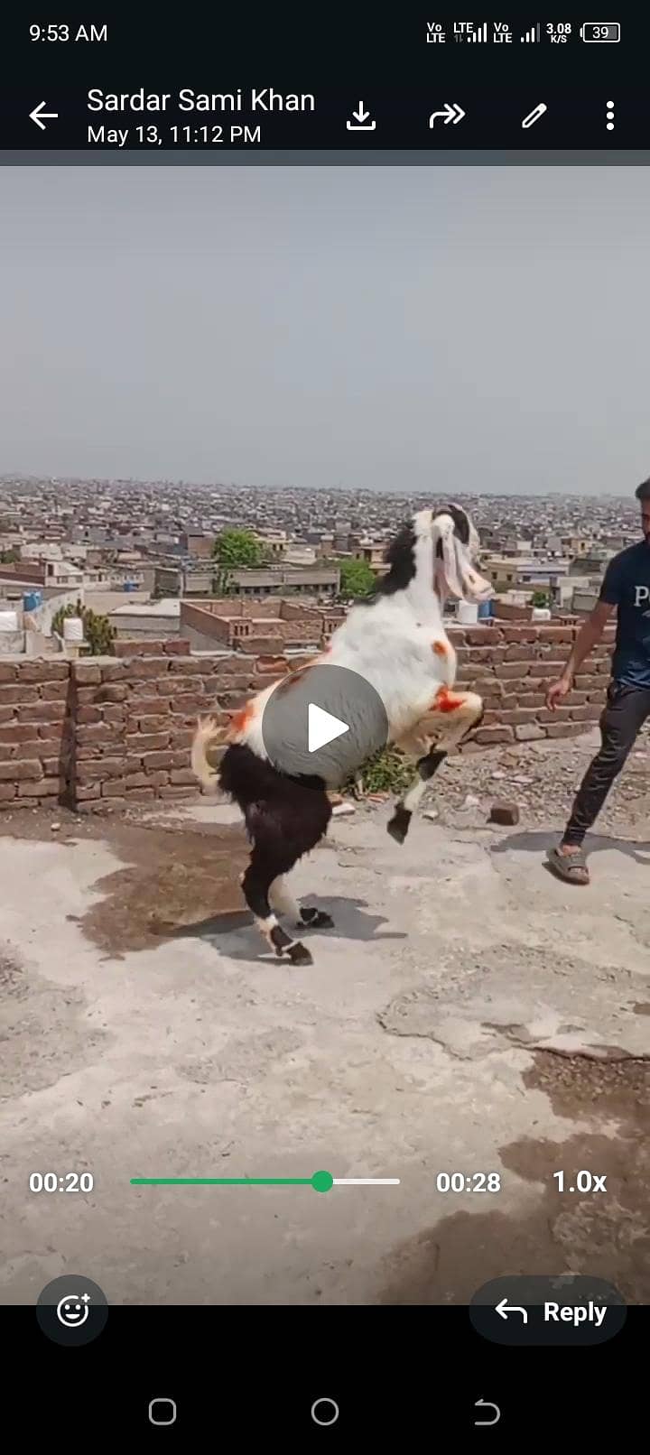 Desi bakra 1