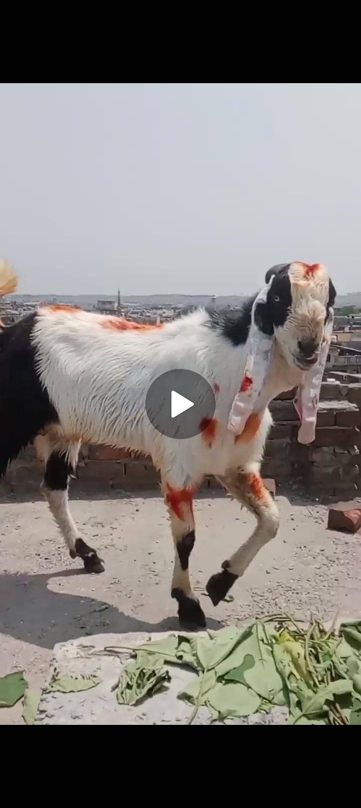 Desi bakra 2
