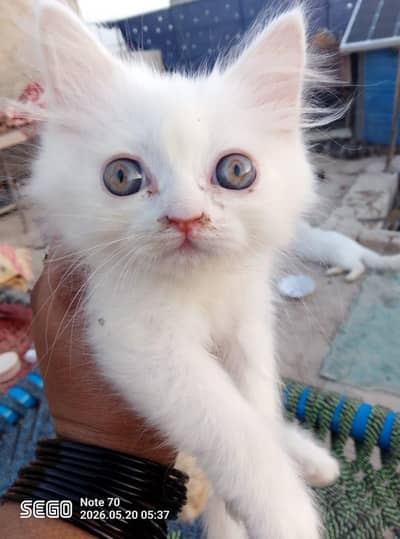 kitten Aveleble han ager Kise ko chaia to rabta kren