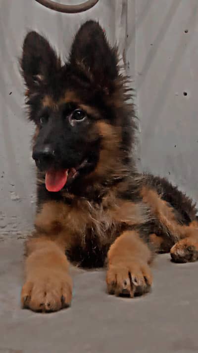 German shepherd for sale