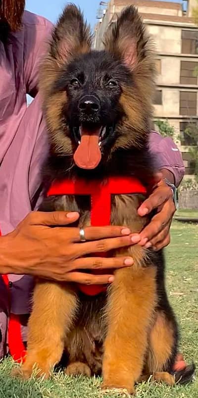 German Shepherd male dog | long coat | GSD | German Shepherd puppy