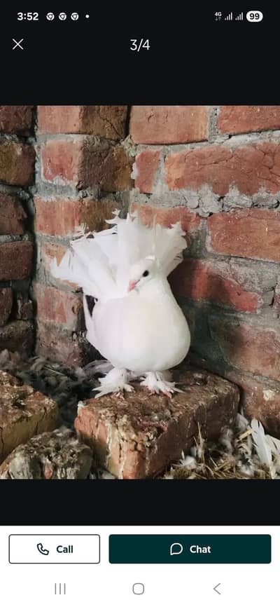 Lucky Pegion Ready to Bread