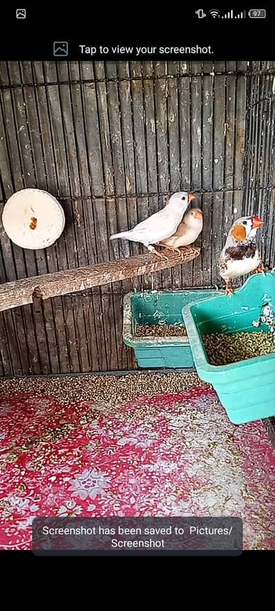 mutation finches for sell