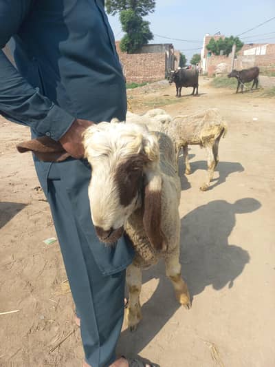 sheep chatrha Jodi  for sale age  1 year