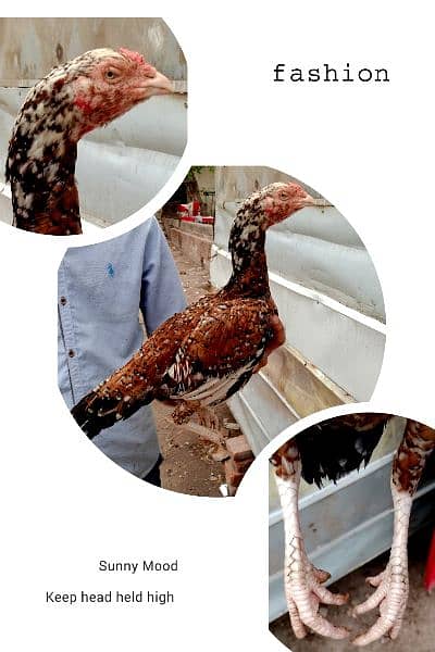 high quality aseel murgi for sale