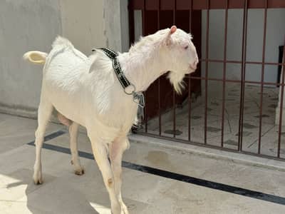 Male breeder gulabi tedda