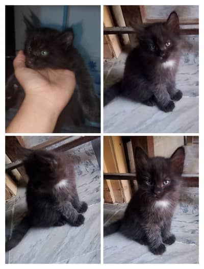 Domestic Long hair Black Male Cat  For Sale