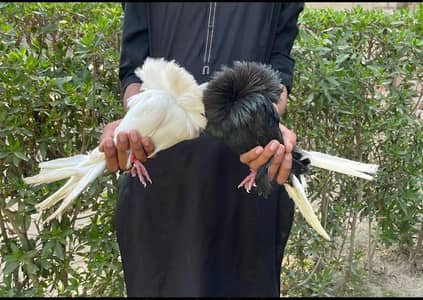 pair for sale hy Whatsapp number 03461101225