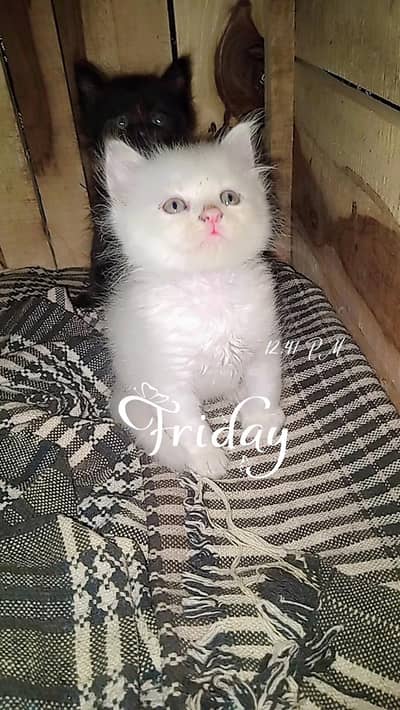 blue eyes healthy kitten 03028708430